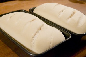 Sourdough Loaves, Proving